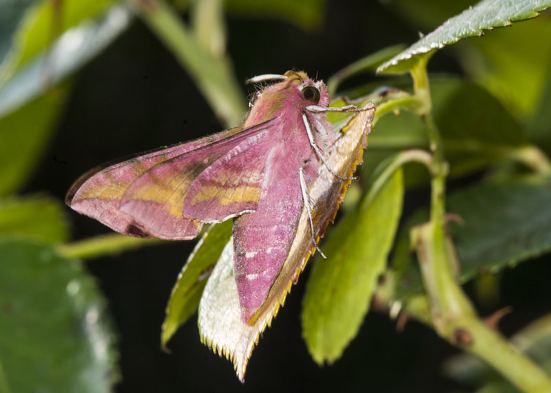 Deilephila porcellus - Sphingidae